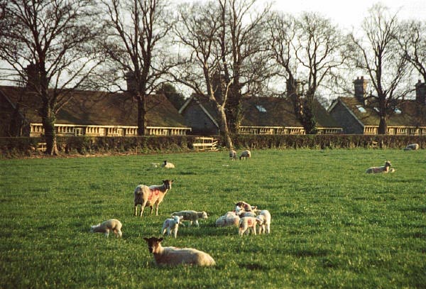 View of the cottages from the neighbouring field