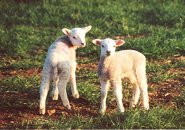 Young lambs enjoying the sunshine
